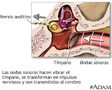 Proceso del sonido y sistema auditivo