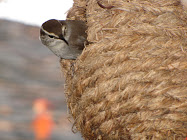 I participated in the Great Backyard Bird Count