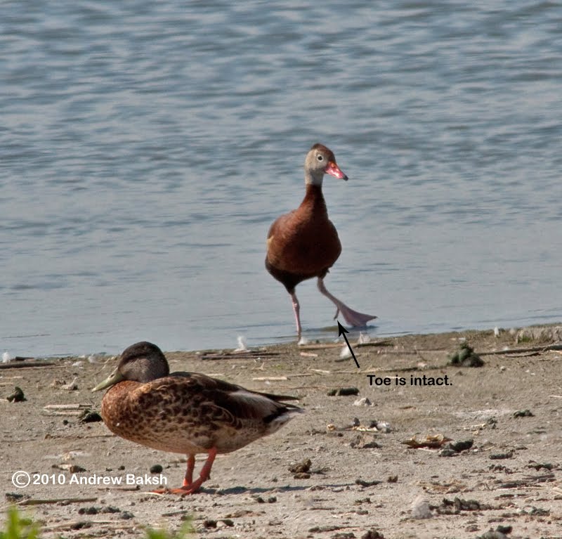 Birding Dude Blackbellied Whistling Duck Jamaica Bay Wildlife Refuge...