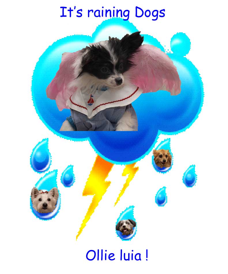 A to Z Guide to Happiness It's raining dogs