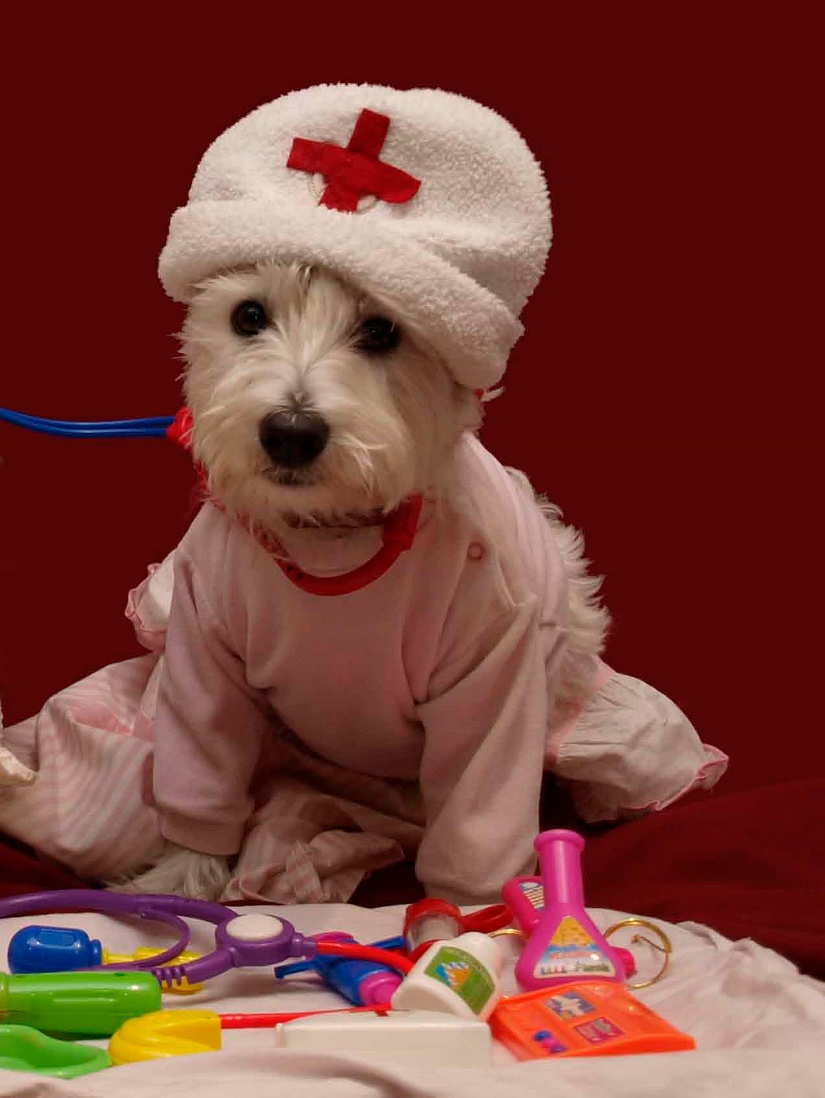 A to Z Guide to Happiness Adopted and Adored dogs