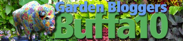 Garden Bloggers Buffa10