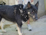 el perro más antiguo del CAAC de Bcn. Black: Adopción por favor‏