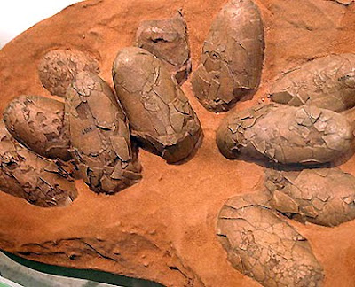 huevos fosilizados de dinosaurio