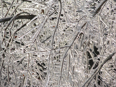 Ice on Trees