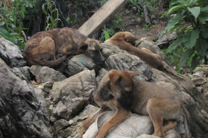 Guatemala Dogs