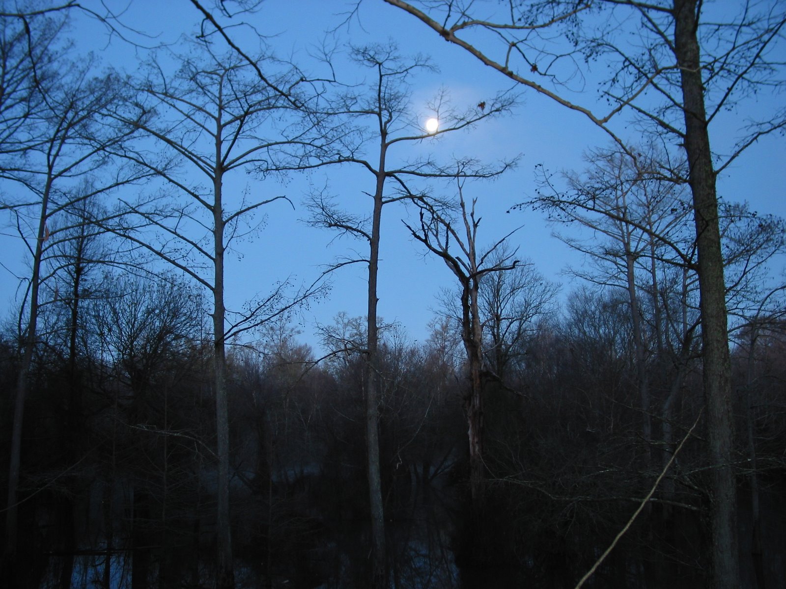 Early in the Morning in Arkansas