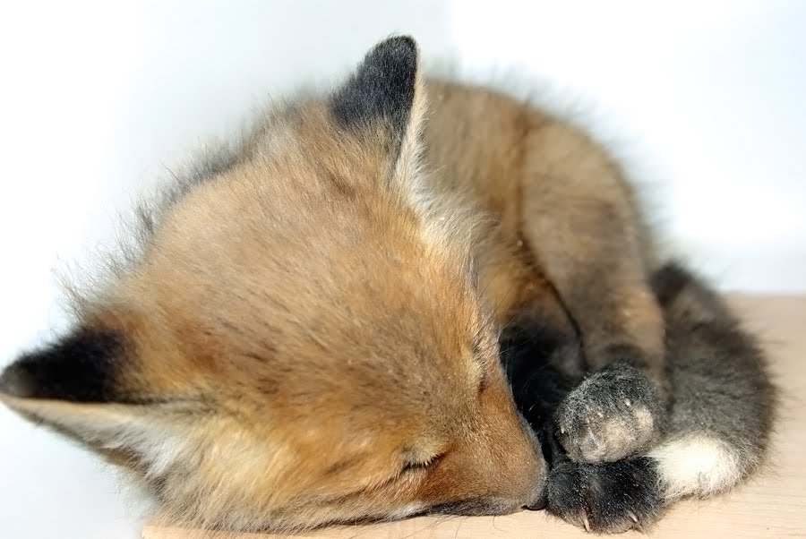 Baby Red Fox (Vixen Kit) - PentaxForums.com