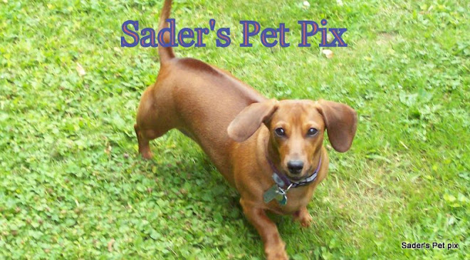 Sader's Pet Pix