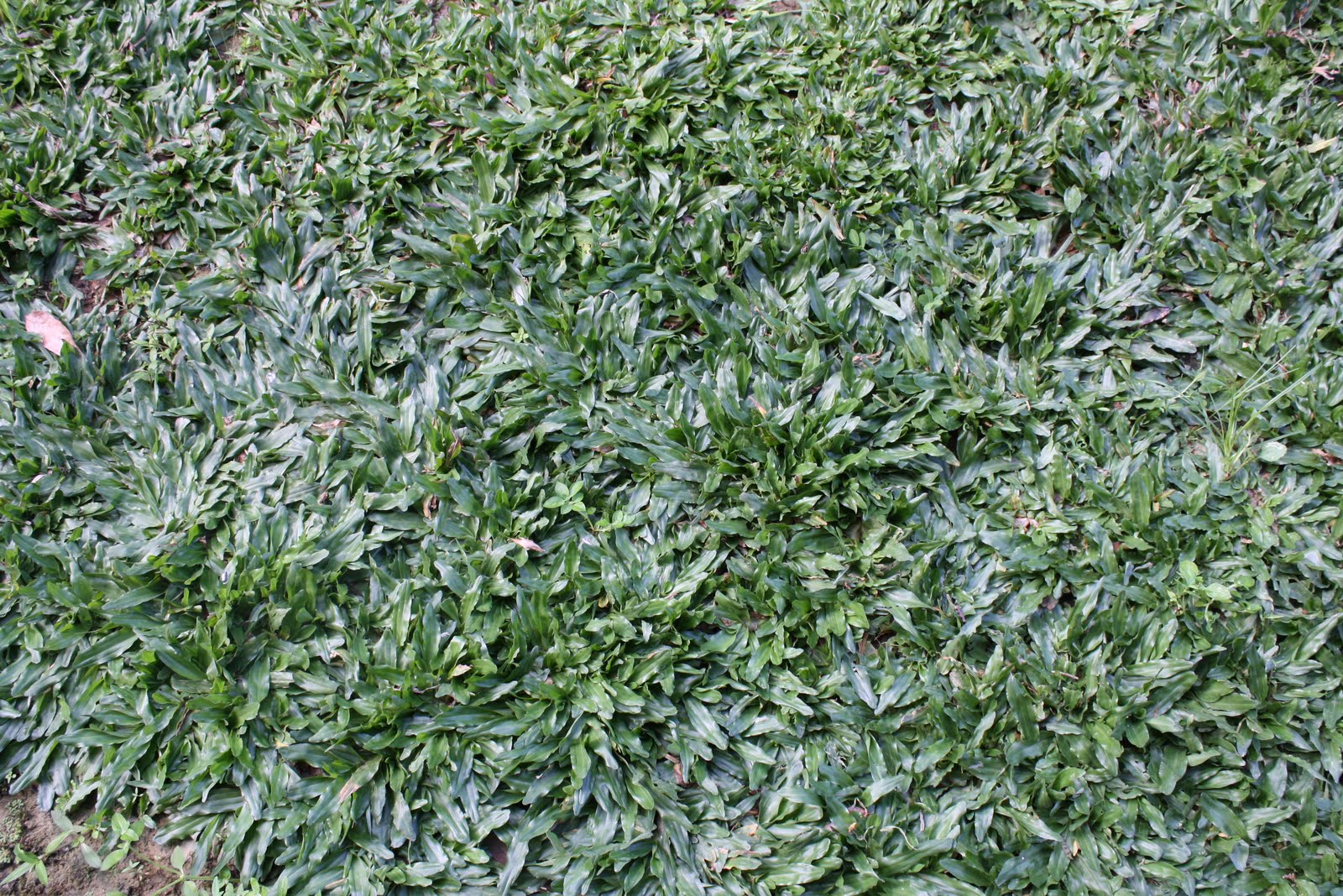 EMIL'S GARDEN Pearl Grass In My Garden