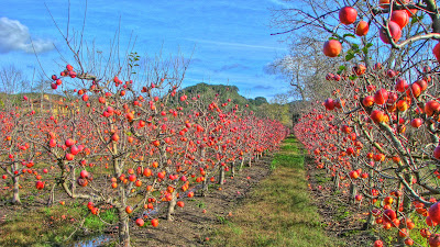 Apple Orchard
