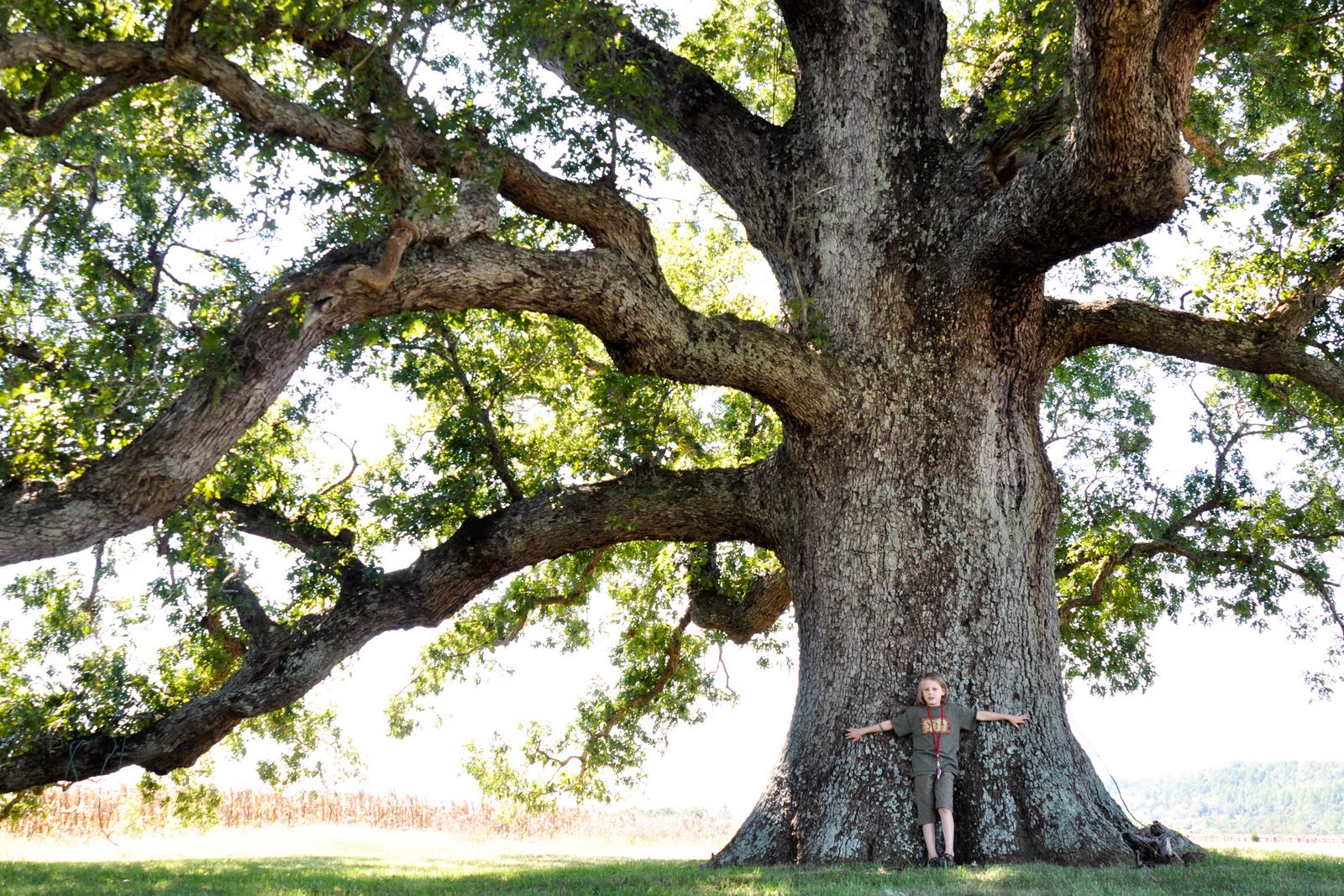 Remarkable Trees of Virginia