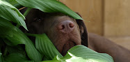 Hanging in the hosta