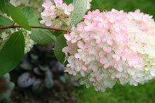 Hydrangea paniculata Grandiflora, 1