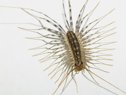 centipede bugging silverfish bug messier insects mother come