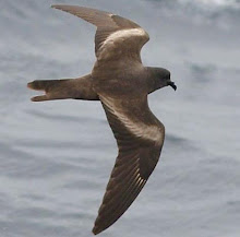 Markham's Storm-petrel