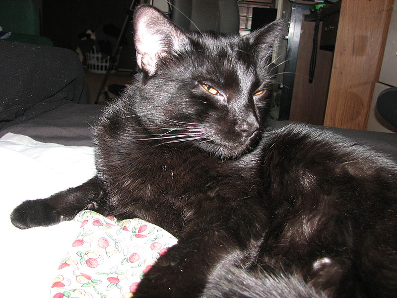 Cats and Kittens Bombay (cat)