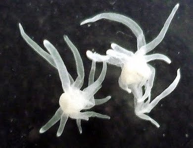 [April2_Polypodium-hydriforme.jpg]