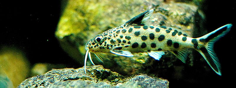 [Synodontis-multipuntatus.jpg]