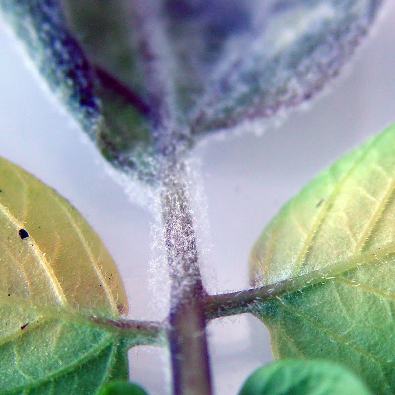 Parasite of the Day August 13  Phytophthora infestans
