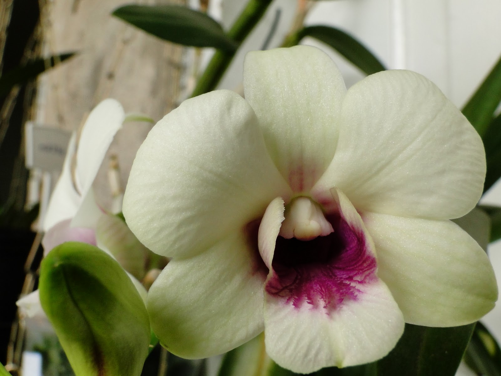 Amo Orquideas: Denphal Branca e Pinck