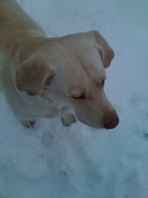 Gracie in the Snow