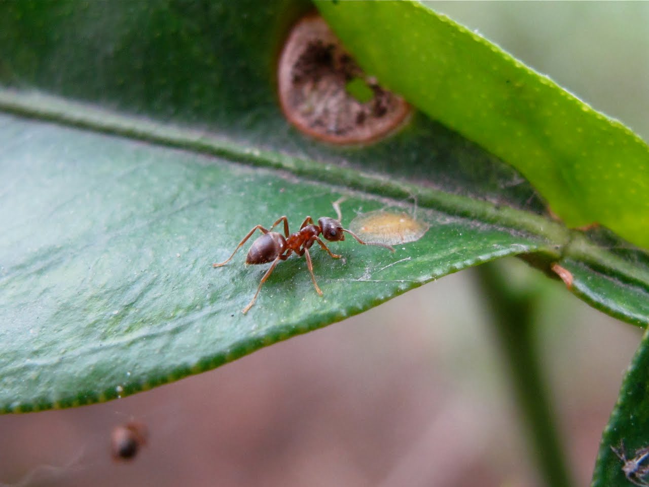 BugBlog Ants in my plants