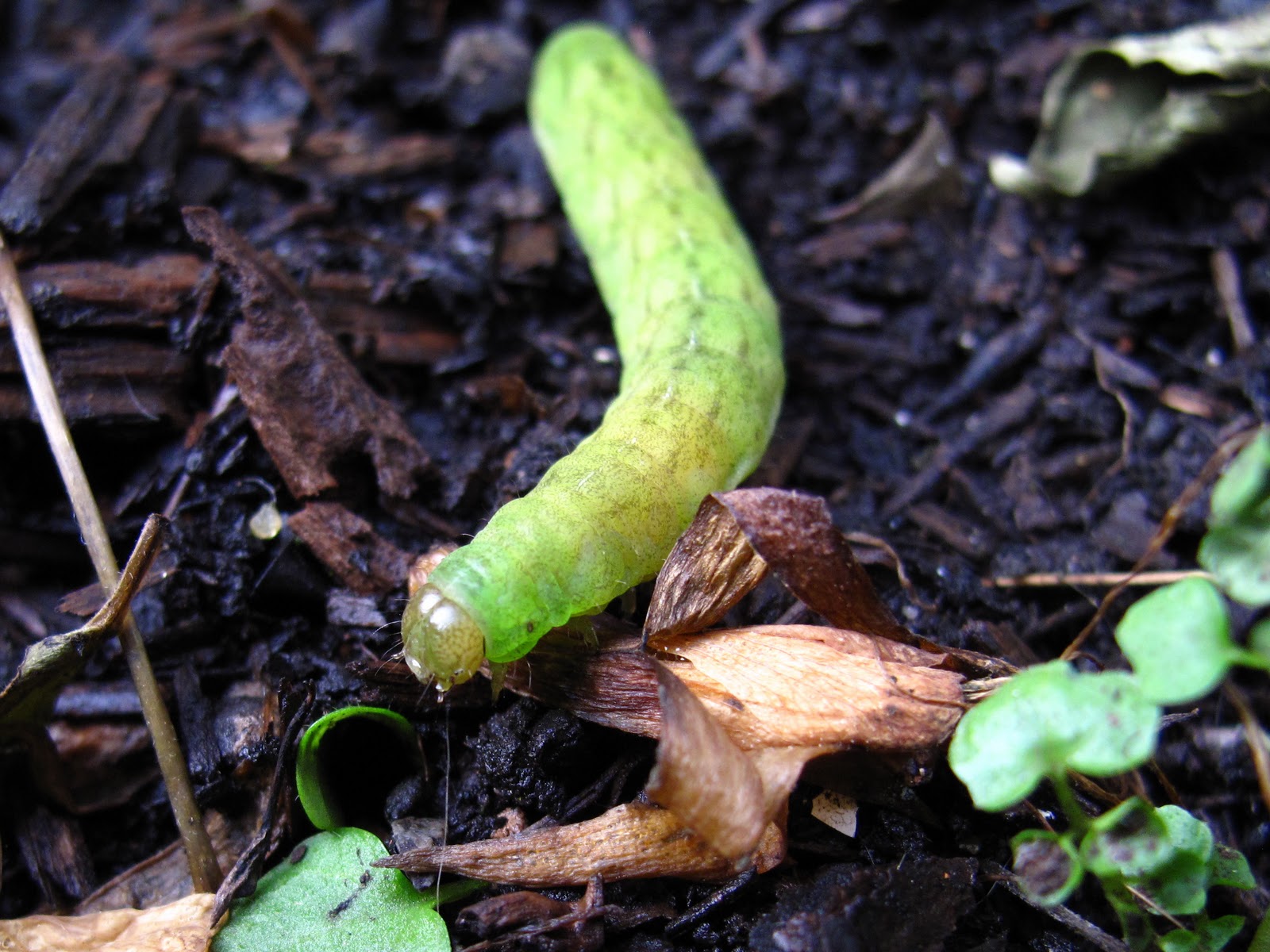 BugBlog Angle Shades caterpillar