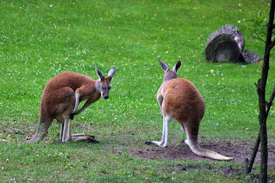 D Ansichtskarte Kängurus auf der Wiese 3 kangaroos 