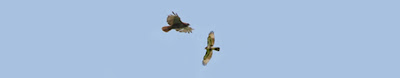 red-tailed hawks