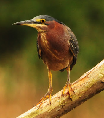 green heron