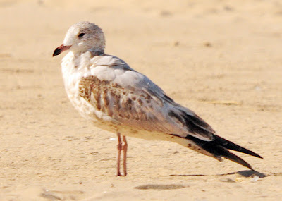 jvenile ring-billed gull