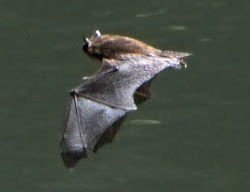 bats bat brown catastrophic decline