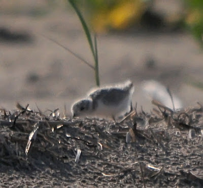 Piping Plover chick