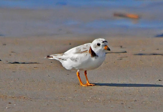 Adult Piping Plover