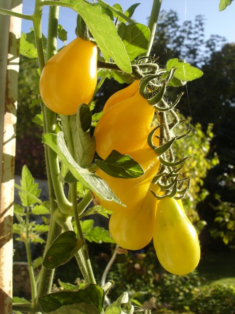 [dernieres+tomates.jpg]