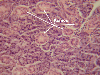 HISTOLOGIA-UFGD: (GD3) PARTE EXÓCRINA DO PÂNCREAS, (400X);