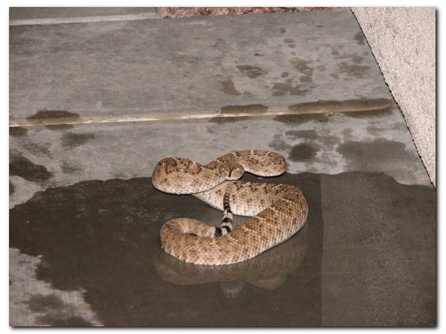 [Porch+snake.jpg]