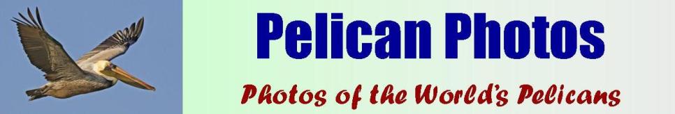 Pelican Photos