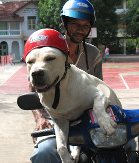 Dog on motorbike in Phuket