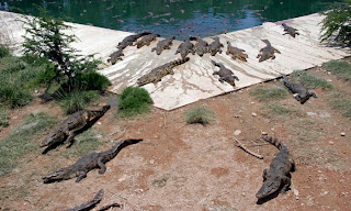 Crocodile farm in Phuket Town - crocs coming for lunch!
