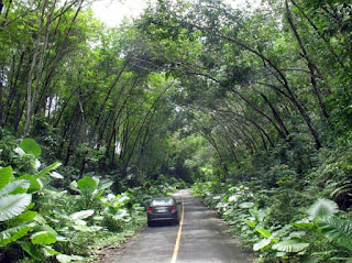 Jungle road in Sirey Island, Phuket