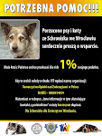 Porzucone psy i koty ze Schroniska we Wrocławiu serdecznie proszą o wsparcie.