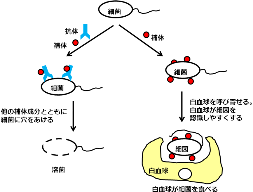 補体成分 4 検査のリスクは何ですか?