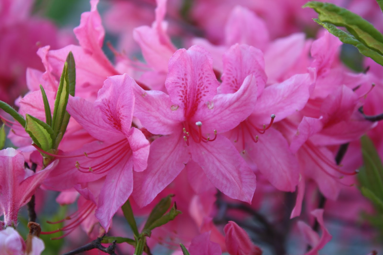 Blogging In Myrtle Glen My One And Only Azalea