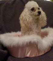 Every Blog Needs a little Poodle (or two)