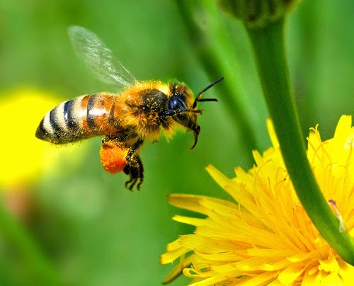 [Bee+-+bee(3).jpg]