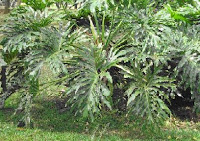 IEGAMAR Expedicion Botánica Siglo XXI: PLANTAS ORNAMENTALES BALAZO