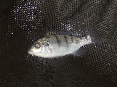 Chambo fish