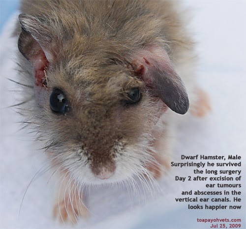 singapore hamsters 7 is